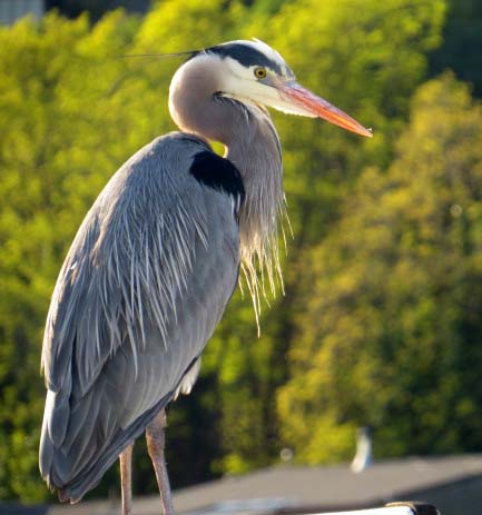 2015 05 12_0609_BlueHeron14_edited-1