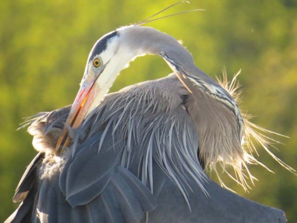 2015 05 12_0631_BlueHeron_edited-1