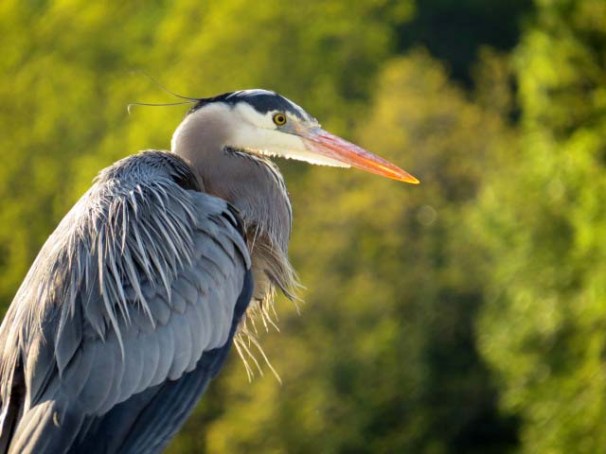 2015 05 12_0639_BlueHeron-5_edited-1