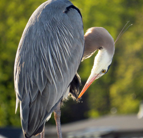2015 05 12_0649_BlueHeron10edited-2