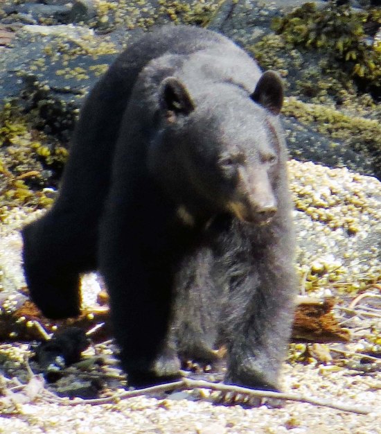 2015 05 05 BookerLagoonBear_2015 06 05_0900_edited-1