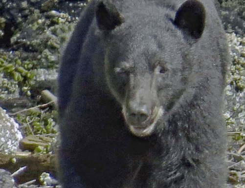 2015 05 05 BookerLagoonBear_2015 06 05_0901_edited-2