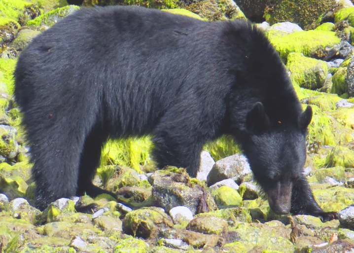 2015 05 05 BookerLagoonBear_2015 06 05_0958_edited-1