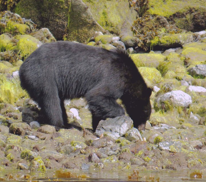 2015 05 05 BookerLagoonBear_2015 06 05_0974_edited-1