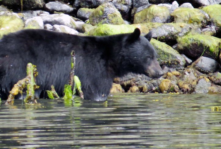 2015 05 05 BookerLagoonBear_2015 06 05_0986_edited-1