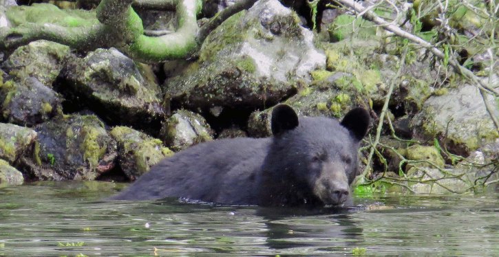 2015 05 05 BookerLagoonBear_2015 06 05_0990_edited-1