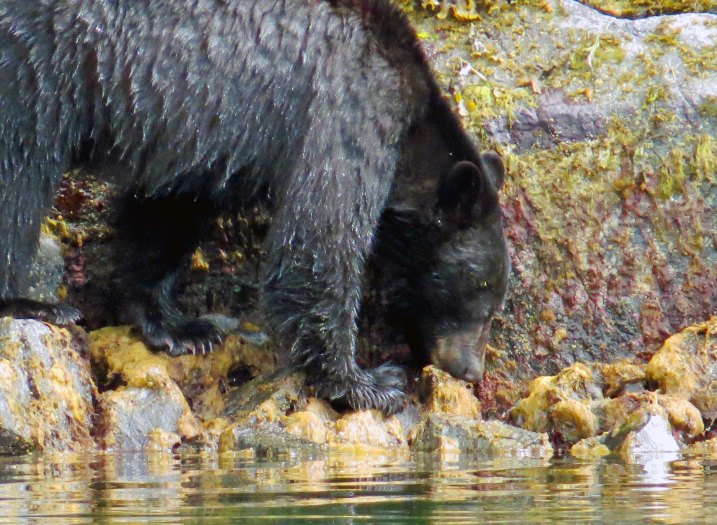 2015 05 05 BookerLagoonBear_2015 06 05_1018_edited-1