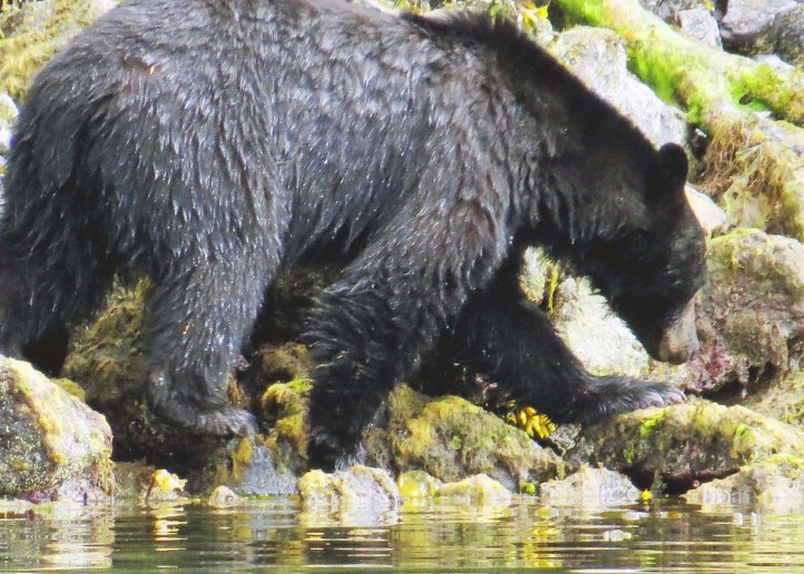 2015 05 05 BookerLagoonBear_2015 06 05_1030_edited-1-1