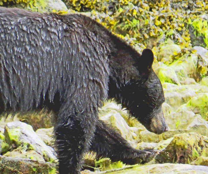 2015 05 05 BookerLagoonBear_2015 06 05_1041_edited-1