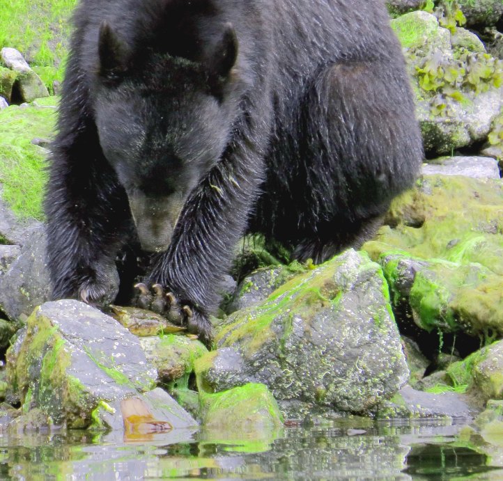 2015 05 05 BookerLagoonBear_2015 06 05_1054_edited-1