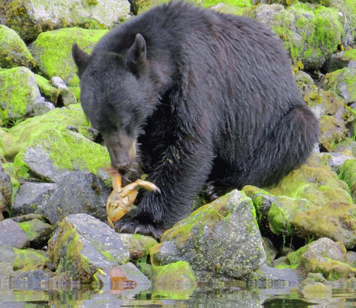 2015 05 05 BookerLagoonBear_2015 06 05_1055_edited-1