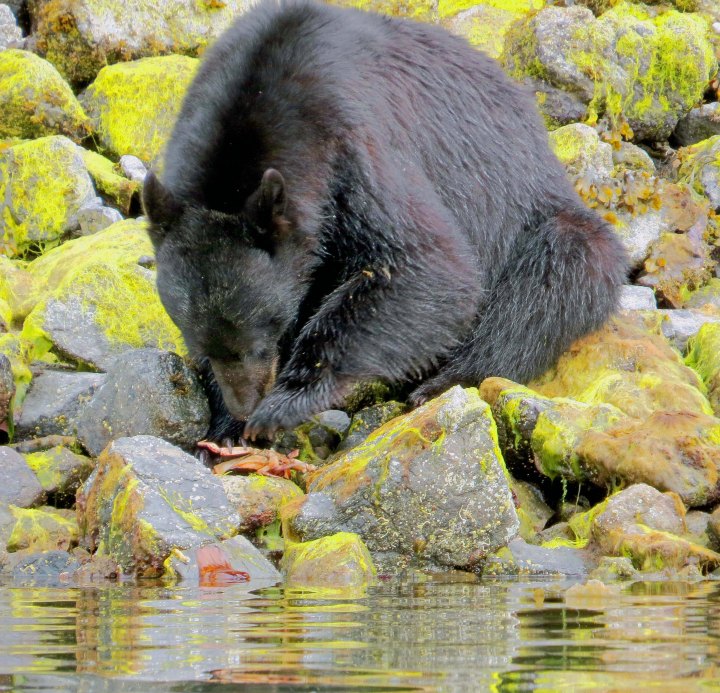 2015 05 05 BookerLagoonBear_2015 06 05_1062_edited-1