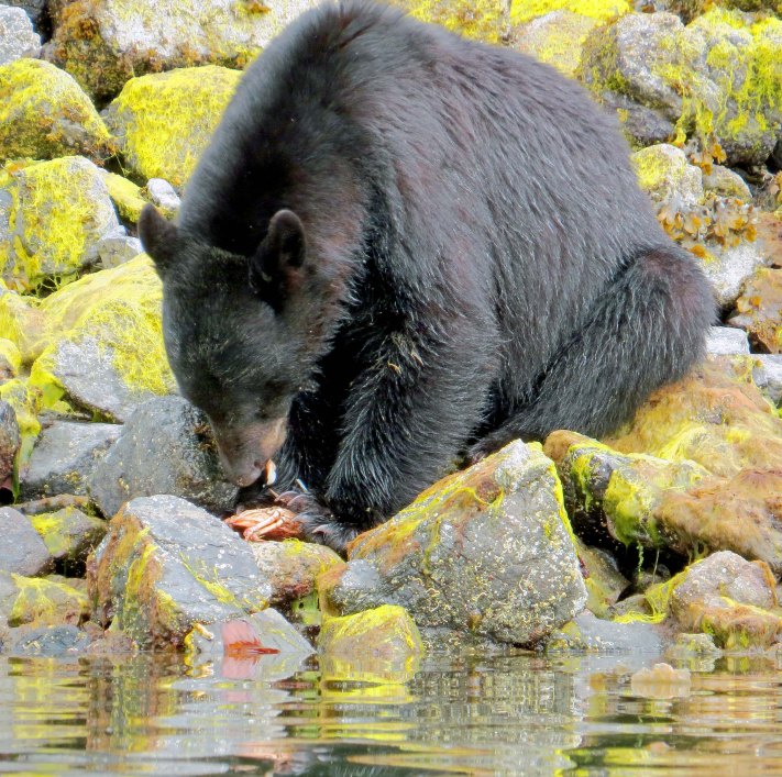 2015 05 05 BookerLagoonBear_2015 06 05_1064_edited-1