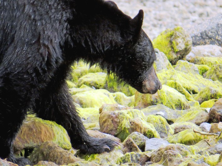 2015 05 05 BookerLagoonBear_2015 06 05_1107_edited-1