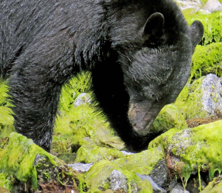 2015 05 05 BookerLagoonBear_2015 06 05_1123_edited-1