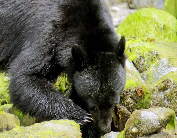 2015 05 05 BookerLagoonBear_2015 06 05_1128_edited-1