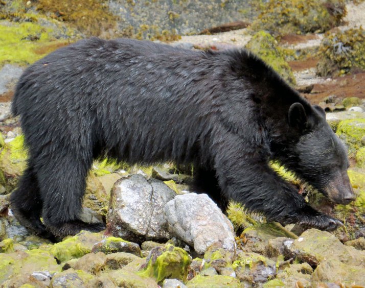 2015 05 05 BookerLagoonBear_2015 06 05_1141_edited-1