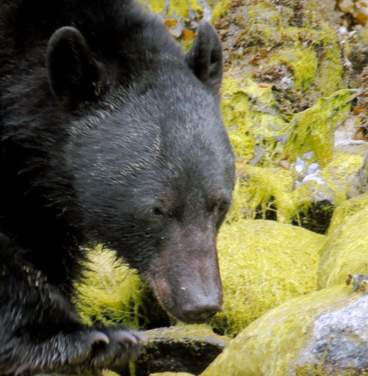 2015 05 05 BookerLagoonBear_2015 06 05_1144_edited-3