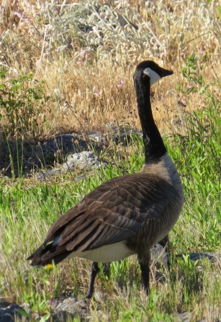 2015 05 30_0783_edited-1-HonkerSmuggler