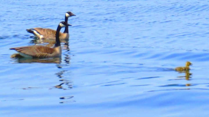 2015 05 31_0852_edited-HonkersBrokenIslands1