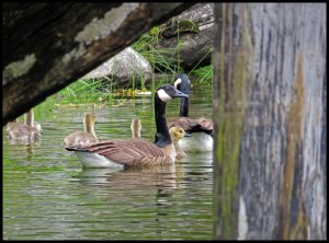 2015 06 20_1691_edited-2