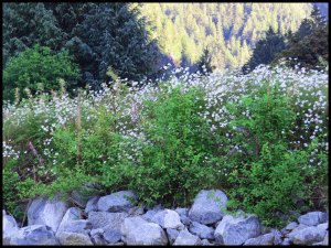 2015 06 21_1626_edited-1