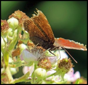 Butterfly2015 06 23_1916_edited-1