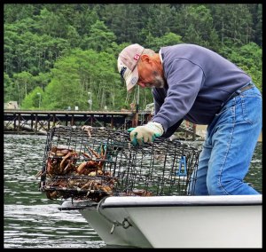 CrabsOceanFalls2015 06 23_1801_edited-1