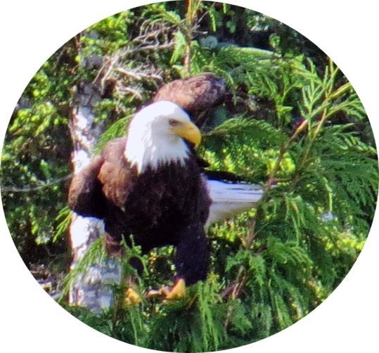 EagleCodville2015_edited-2