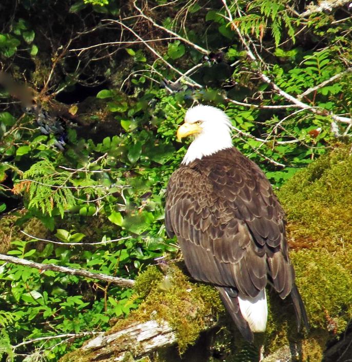 EagleCodville4CodvilleLagoon_2015 06 15_1474_edited-1