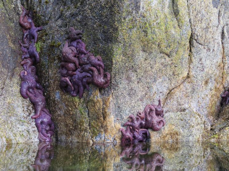 Enter custom name hereCodvilleLagoon_2015 06 15_1413