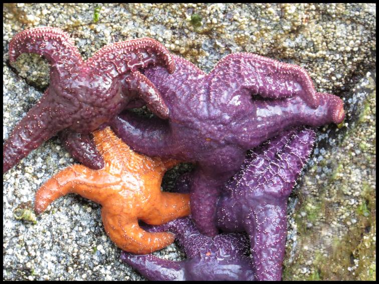 Enter custom name hereCodvilleLagoon_2015 06 15_1427_edited-1