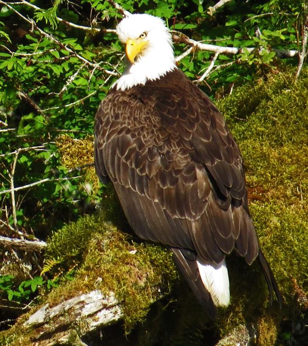 Enter custom name hereCodvilleLagoon_2015 06 15_1483_edited-1