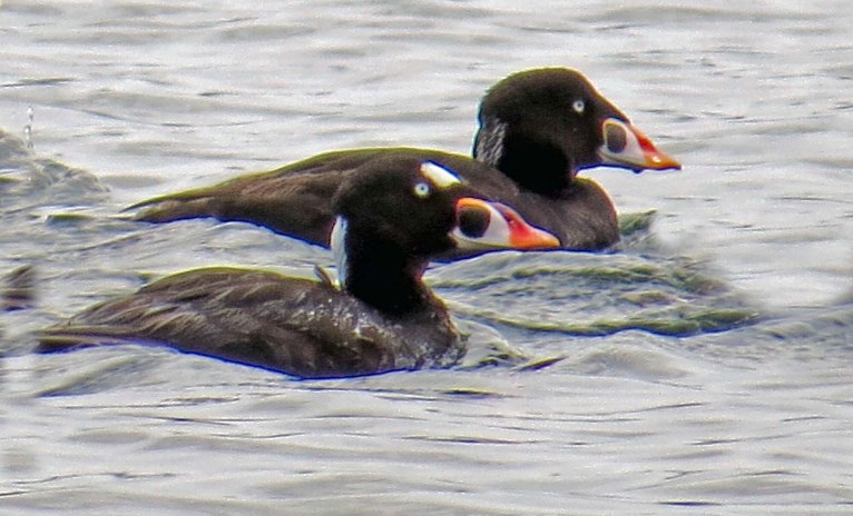 Enter custom name hereKisameet 2015_2015 06 10_1300_edited-1