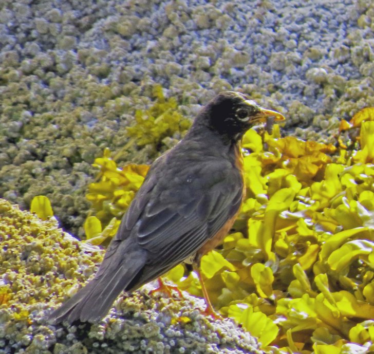 Enter custom name hereKwakumeInlet2015_2015 06 10_1247_edited-1