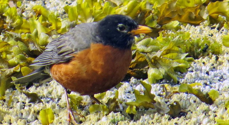 Enter custom name hereKwakumeInlet2015_2015 06 10_1251_edited-1-1