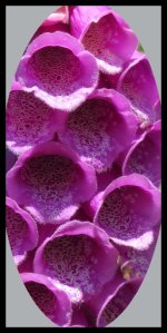 Foxgloves_edited-1