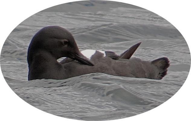 Guillemot4Kisameet_edited-1