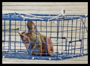 HalibuHead2015 06 19_1605_edited-1