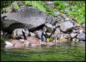 HonkerFamily2015 06 20_1679_edited-4