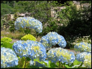 Hydrangeas2015 06 23_1850_edited-1