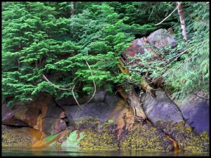 JunkCarOceanFalls2015 06 23_1760_edited-2