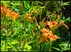 Lillies2015 06 23_1852_edited-1