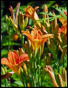 Lillies2015 06 23_1854_edited-1
