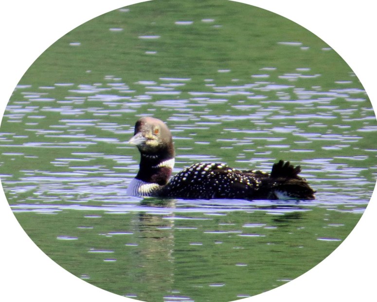 Loon_edited-1
