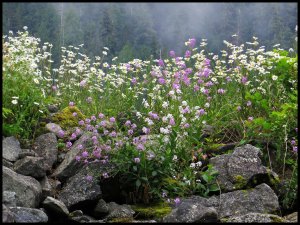 Ocean Falls_2015 06 19_1513_edited-2