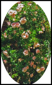 RosesOceanFalls_edited-1