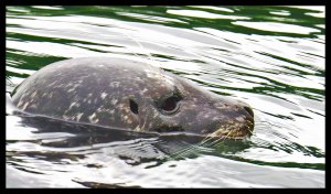 SealOceanFalls2015 06 23_1811_edited-1