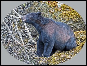 Botleneck2015-29-_edited-1