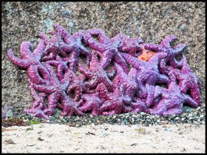 Botteneck2015-555-IMG_9141_edited-1